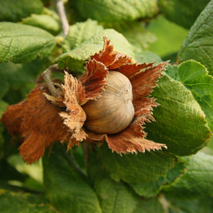 Lieska obyčajná (Corylus avellana) ´TONDA DALLE LANGHE´ - výška 60-80 cm, kont. C5L